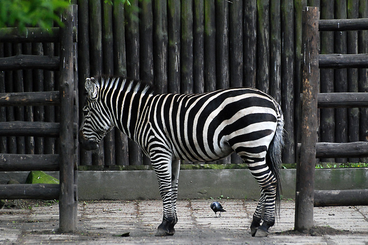 Zebra