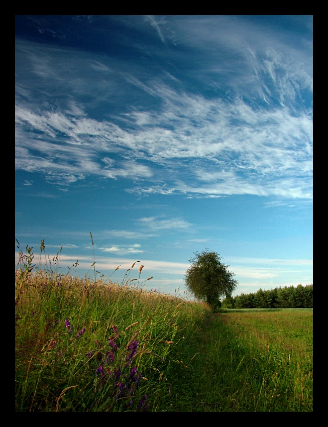 polem, łąką