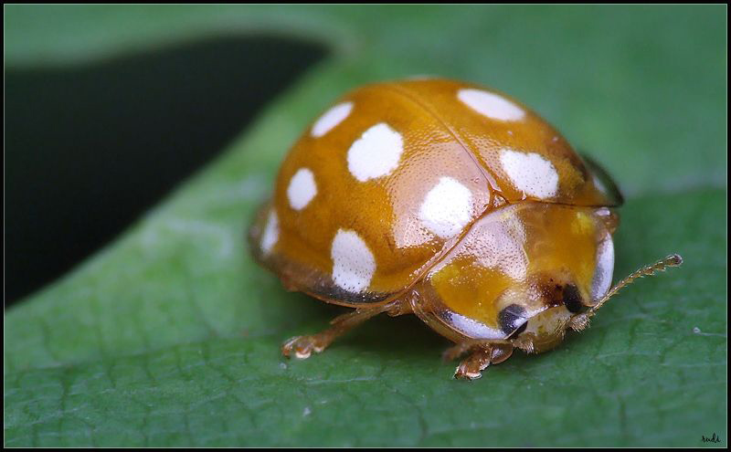 pomarańczowe okulary