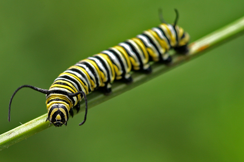 Gasienica Monarcha (Danaus plexippus)