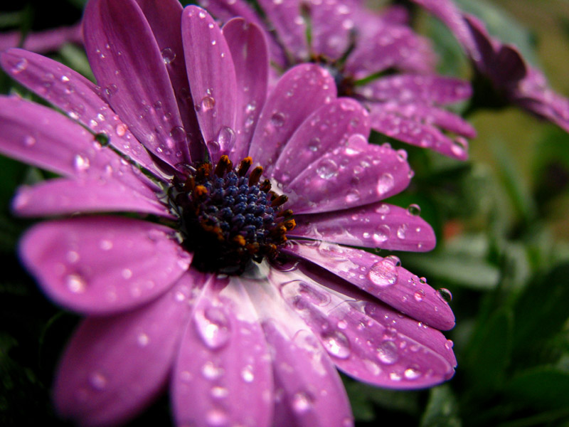 rain daisy