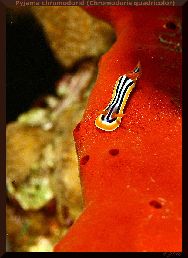 Pyjama chromodorid (Chromodoris quadricolor)