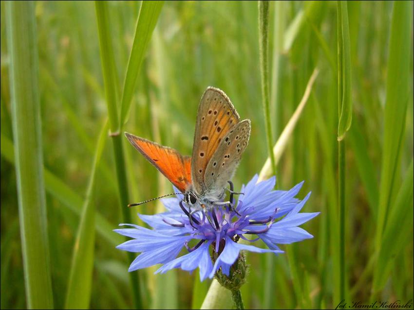 Motyl