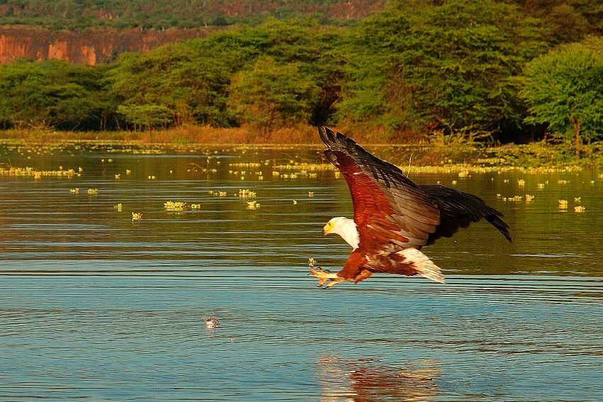 Vulturine Fish Eagle