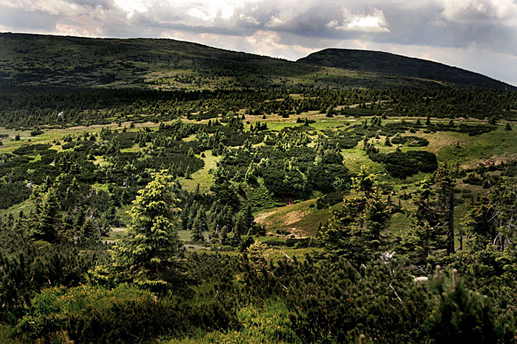 zielenią malowane