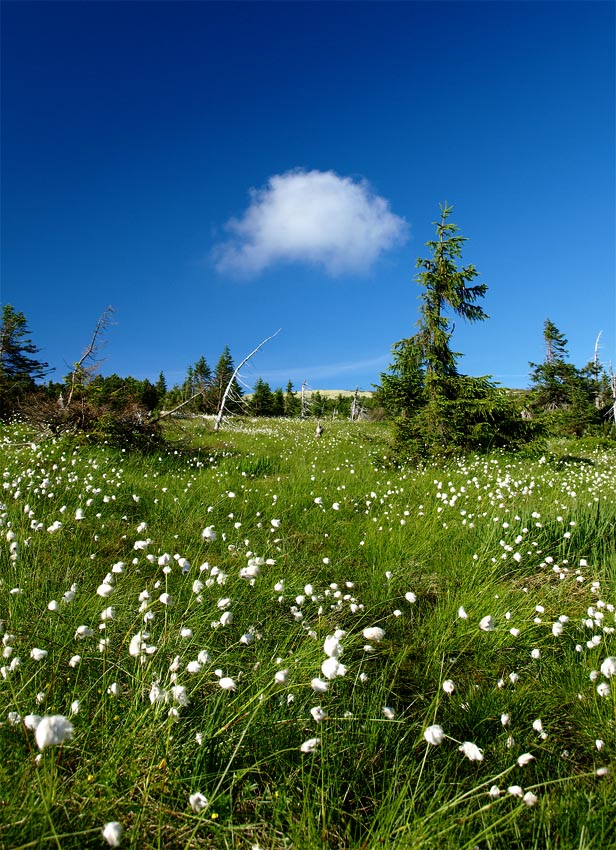 Eriophorum vaginatum