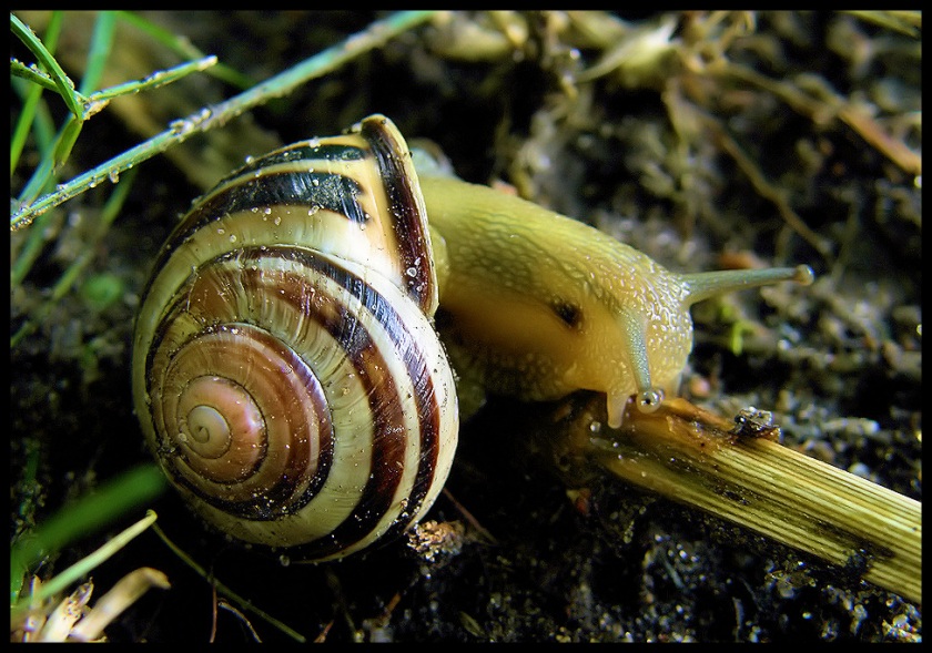 Snail....