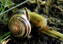 Snail....