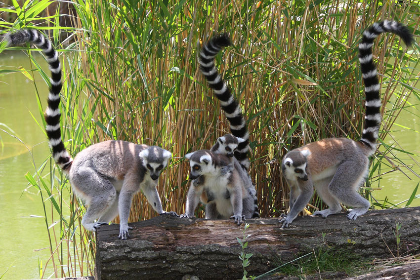 Spisek lemurów...