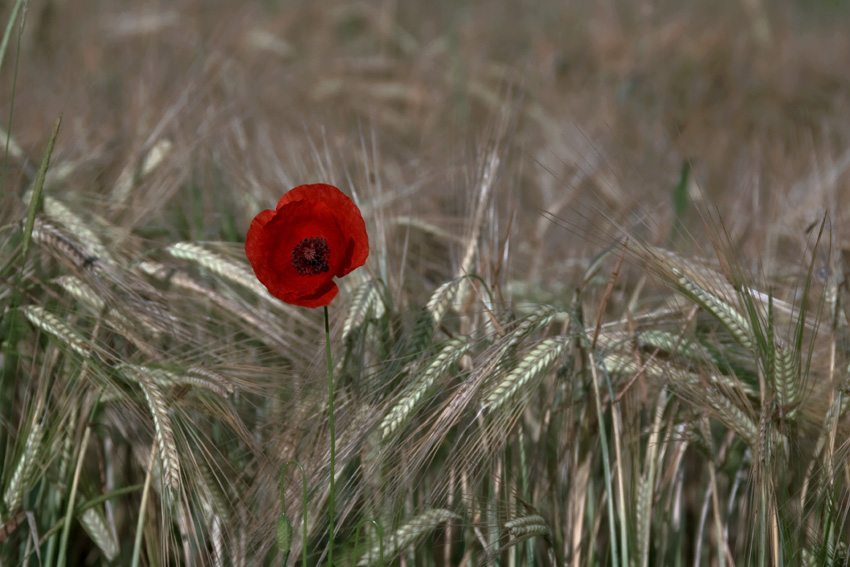 Samotnik