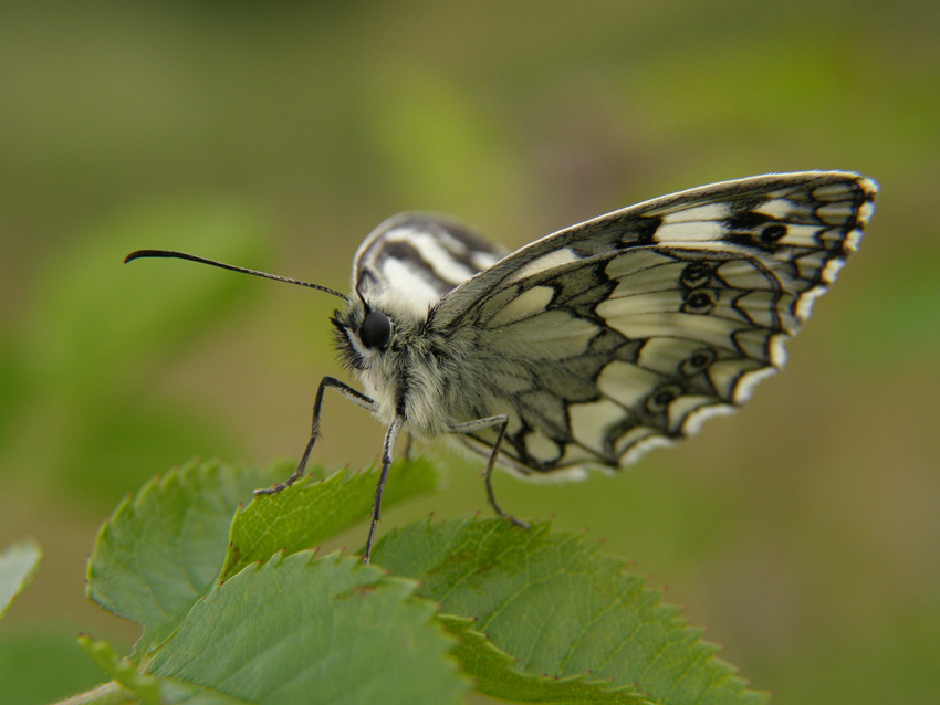 Motyl