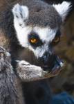 Lemur