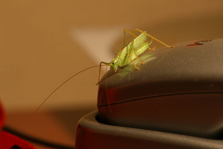 Skok w bok i telefonowanie po nocach to moje specjalności ;)