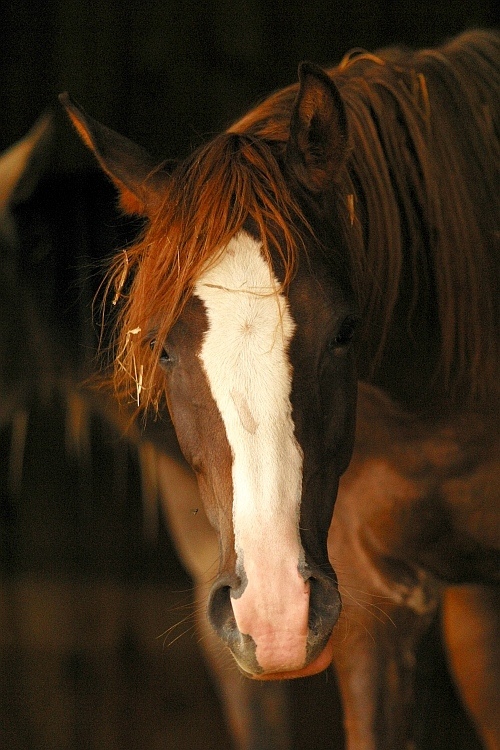 Młody