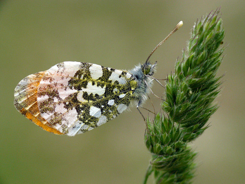 Zorzynek rzeżuchowiec