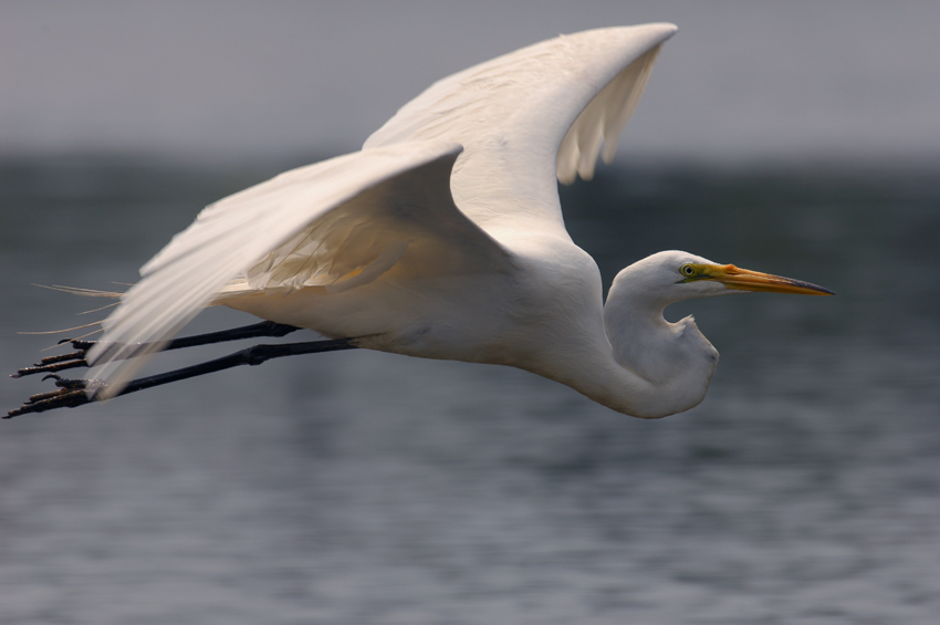 EGRETTA ALBA