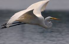 EGRETTA ALBA