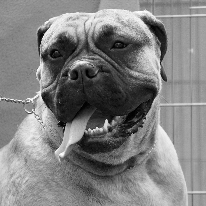 Bullmastiff