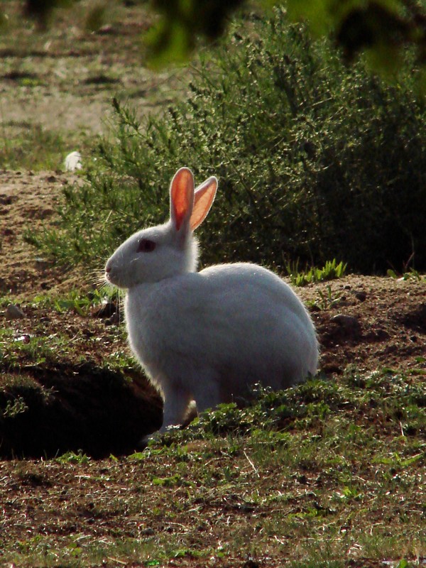 Królik albinos