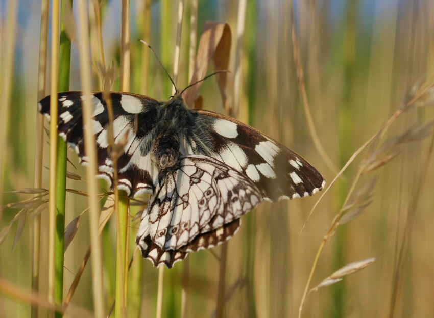 MOtyl1