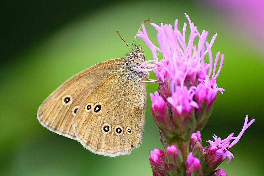 Motyl