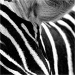 zasłuchana ZeBrA