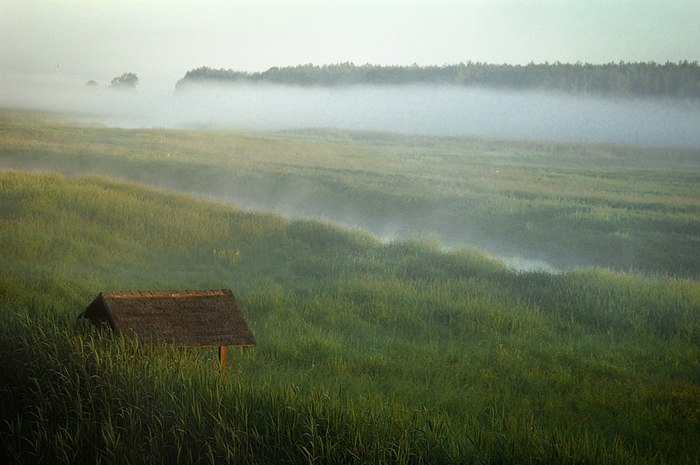 Narew