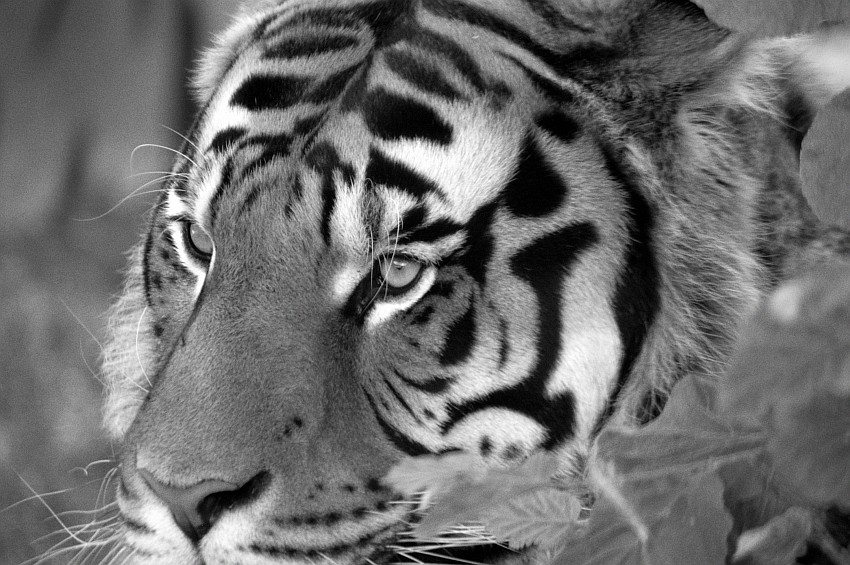 tigre