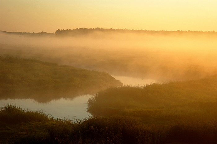 Narew