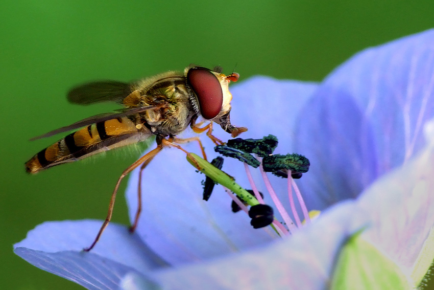 Episyrphus balteatus