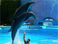 delfinarium