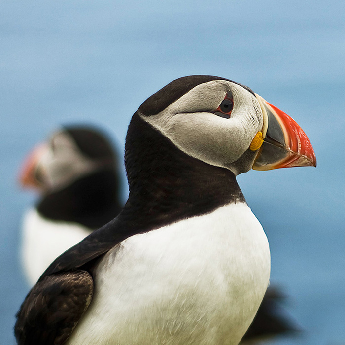 Atlantic Puffin