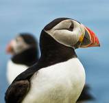 Atlantic Puffin