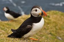 Atlantic Puffin