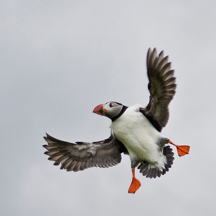 Atlantic Puffin