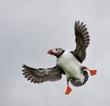 Atlantic Puffin