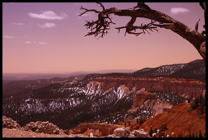 Bryce Canyon Spring 2008