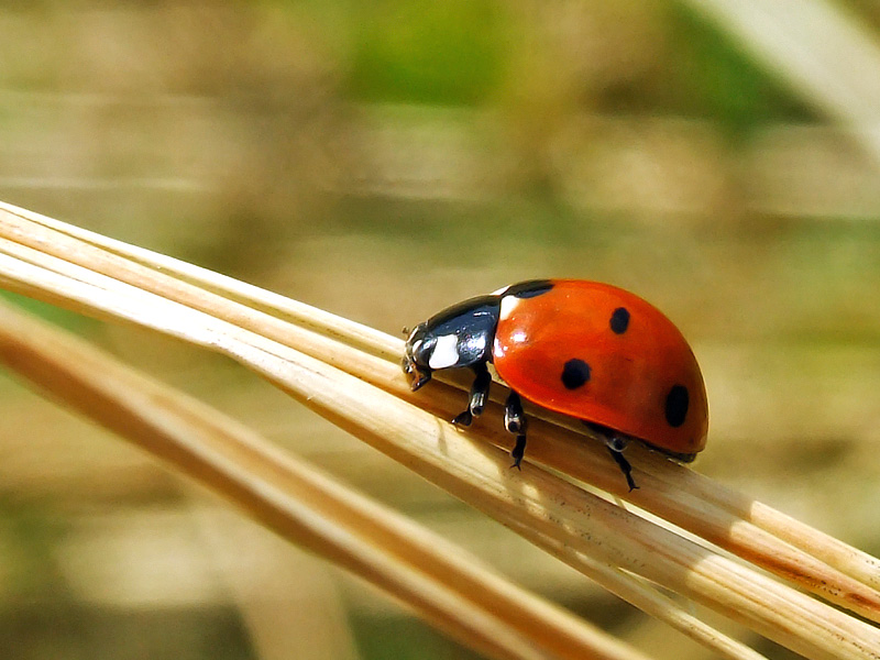 Biedronka siedmiokropka (Coccinella septempunctata)