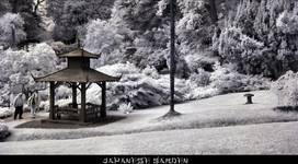 japanese garden