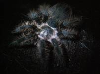 Brachypelma albopilosum