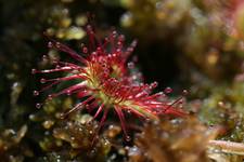 Drosera rotundifolia