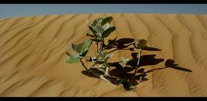 desert flower