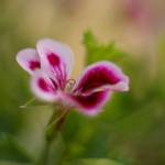 pelargonia