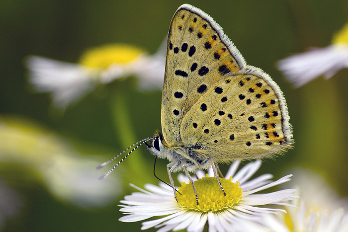 Motyl