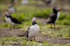 Farne Islands Puffins