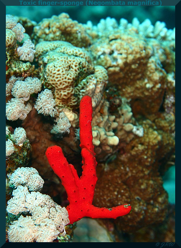 Negombata magnifica (Toxic finger sponge)