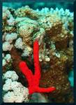 Negombata magnifica (Toxic finger sponge)