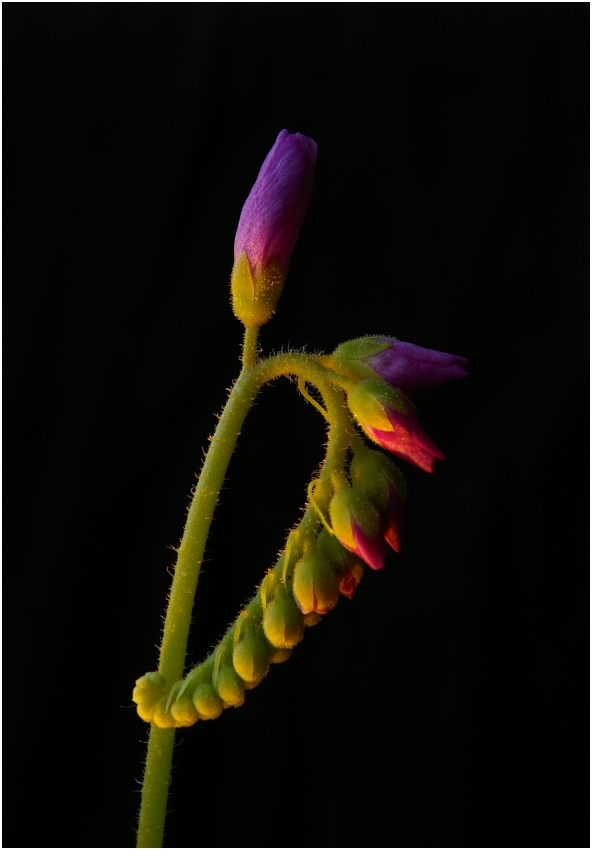 Drosera capensis