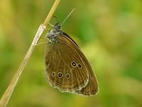 Przestrojnik trawnik (Aphantopus hyperantus)