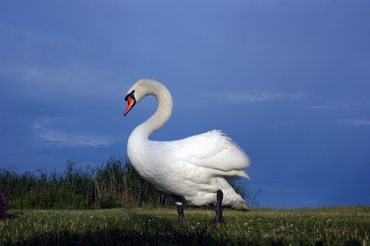 Łabędź